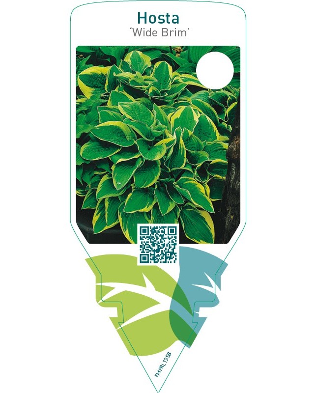 Hosta ‘Wide Brim’