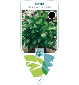 Hosta clausa normalis