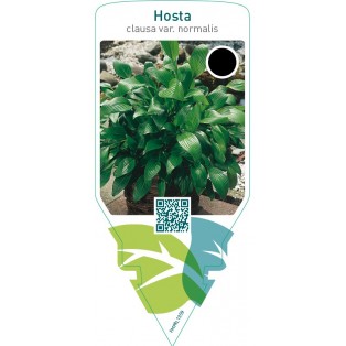 Hosta clausa normalis