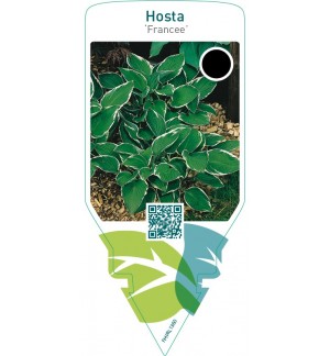 Hosta ‘Francee’