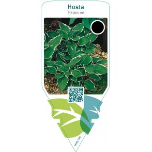 Hosta ‘Francee’