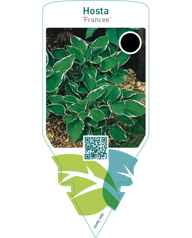 Hosta ‘Francee’