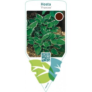 Hosta ‘Francee’