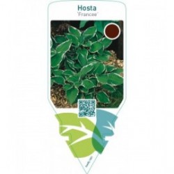 Hosta ‘Francee’