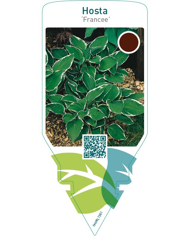 Hosta ‘Francee’