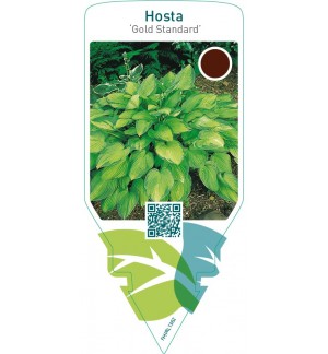 Hosta ‘Gold Standard’