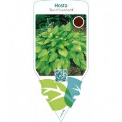 Hosta ‘Gold Standard’