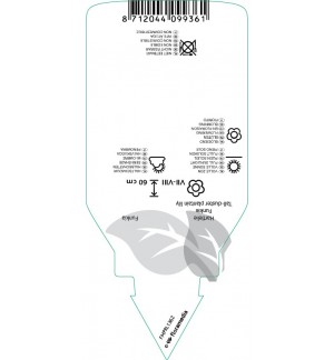 Etichette di Hosta ‘Gold Standard’ *