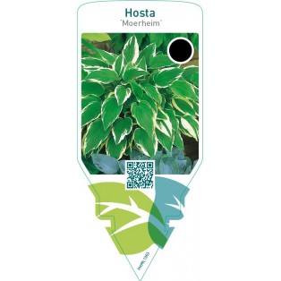 Hosta ‘Moerheim’