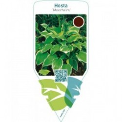 Hosta ‘Moerheim’