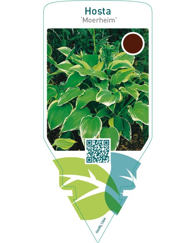 Hosta ‘Moerheim’