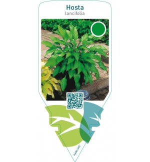 Hosta lancifolia