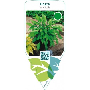 Hosta lancifolia