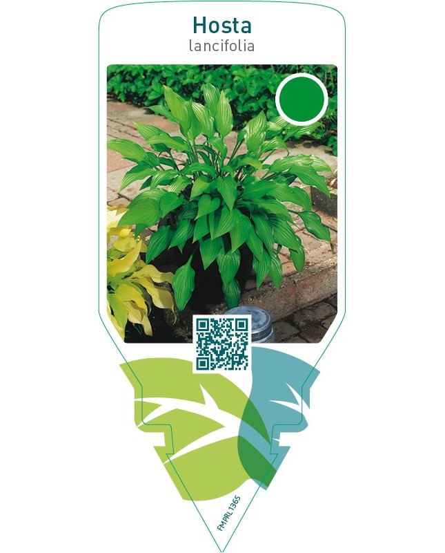 Hosta lancifolia