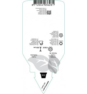 Etichette di Hosta lancifolia *