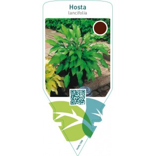 Hosta lancifolia