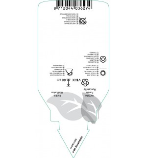 Etichette di Hosta lancifolia *