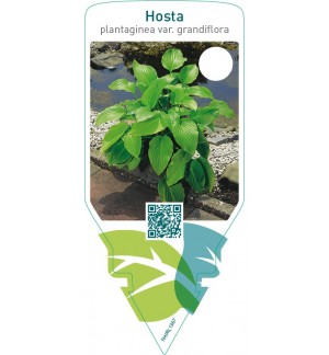 Hosta plantaginea grandiflora