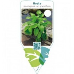 Hosta plantaginea grandiflora