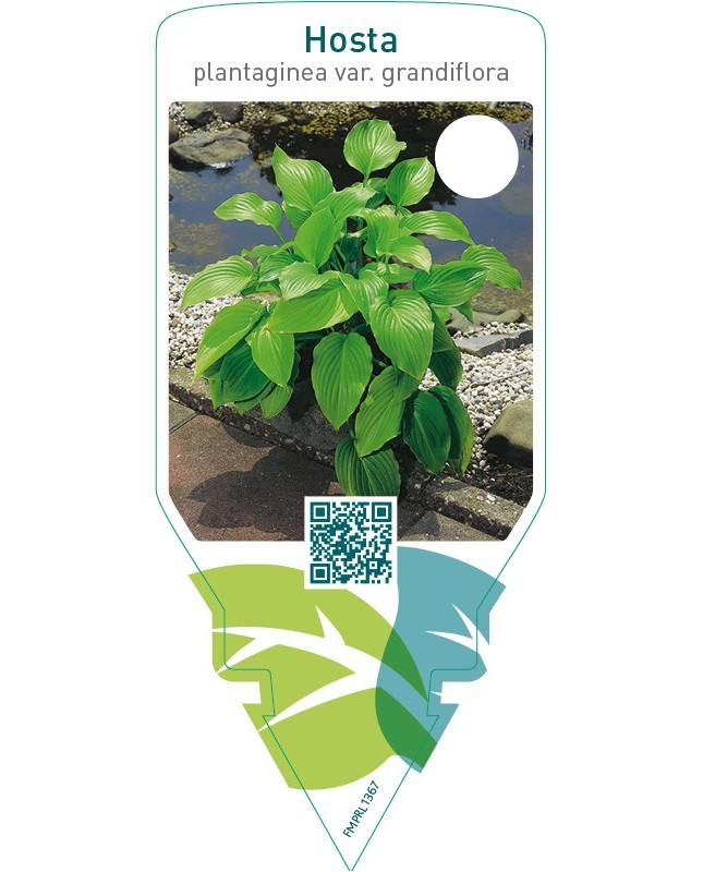 Hosta plantaginea grandiflora