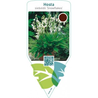 Hosta sieboldii ‘Snowflakes’