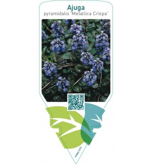 Ajuga pyramidalis ‘Metallica Crispa’