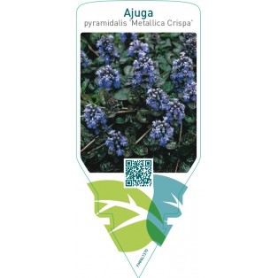 Ajuga pyramidalis ‘Metallica Crispa’