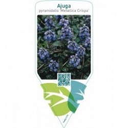 Ajuga pyramidalis ‘Metallica Crispa’