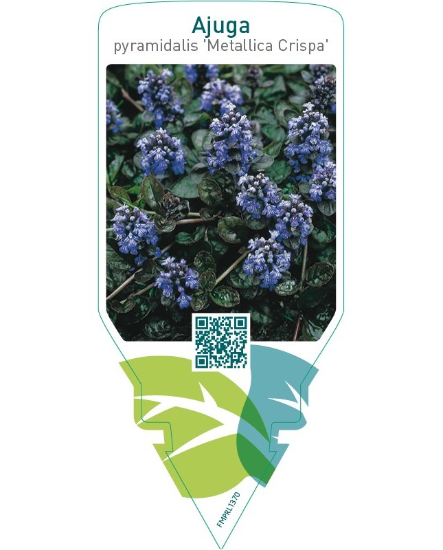 Ajuga pyramidalis ‘Metallica Crispa’