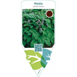 Hosta ventricosa