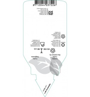 Etichette di Hosta ventricosa *