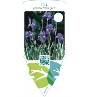 Iris pallida ‘Variegata’