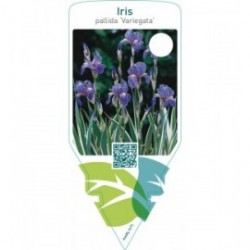Iris pallida ‘Variegata’