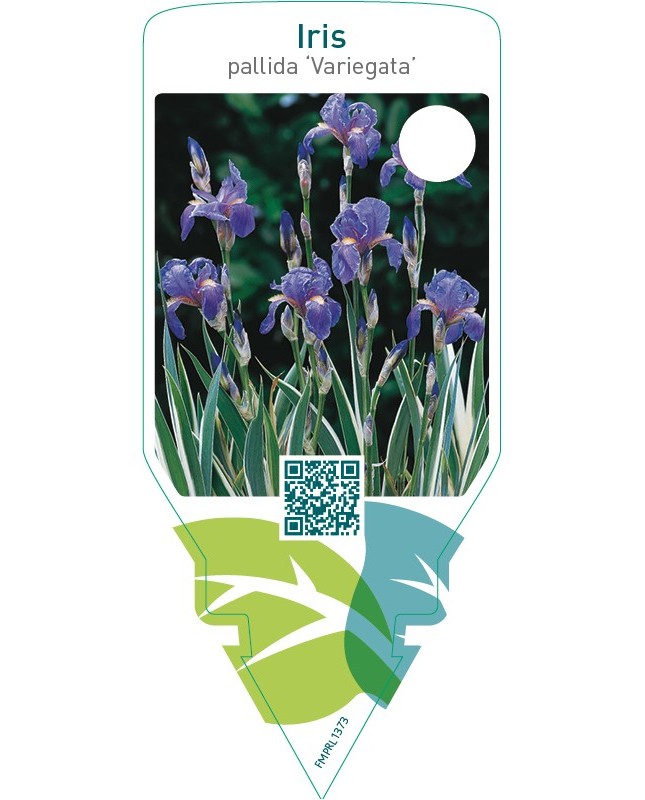 Iris pallida ‘Variegata’