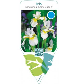 Iris sanguinea ‘Snow Queen’