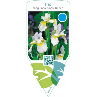 Iris sanguinea ‘Snow Queen’