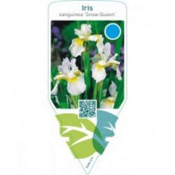 Iris sanguinea ‘Snow Queen’