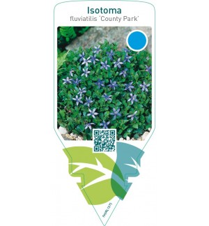 Isotoma fluviatilis ‘County Park’