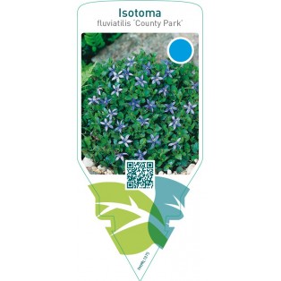 Isotoma fluviatilis ‘County Park’