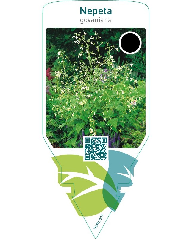 Nepeta govaniana