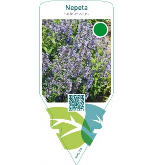 Nepeta subsessilis