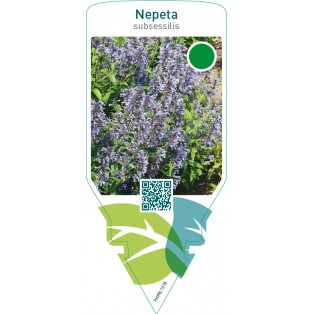 Nepeta subsessilis