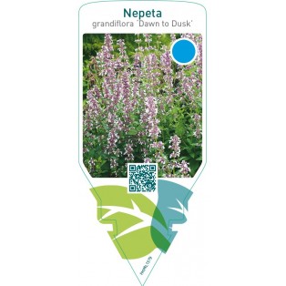 Nepeta grandiflora ‘Dawn to Dusk’