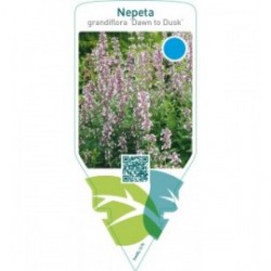 Nepeta grandiflora ‘Dawn to Dusk’