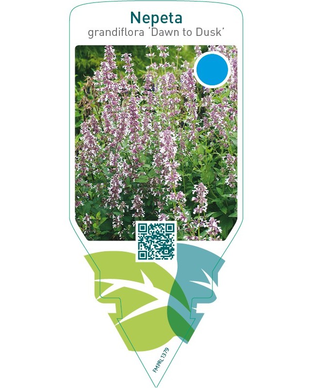 Nepeta grandiflora ‘Dawn to Dusk’