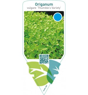 Origanum vulgare ‘Thumble’s Variety’