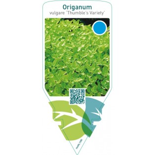 Origanum vulgare ‘Thumble’s Variety’
