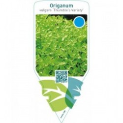 Origanum vulgare ‘Thumble’s Variety’