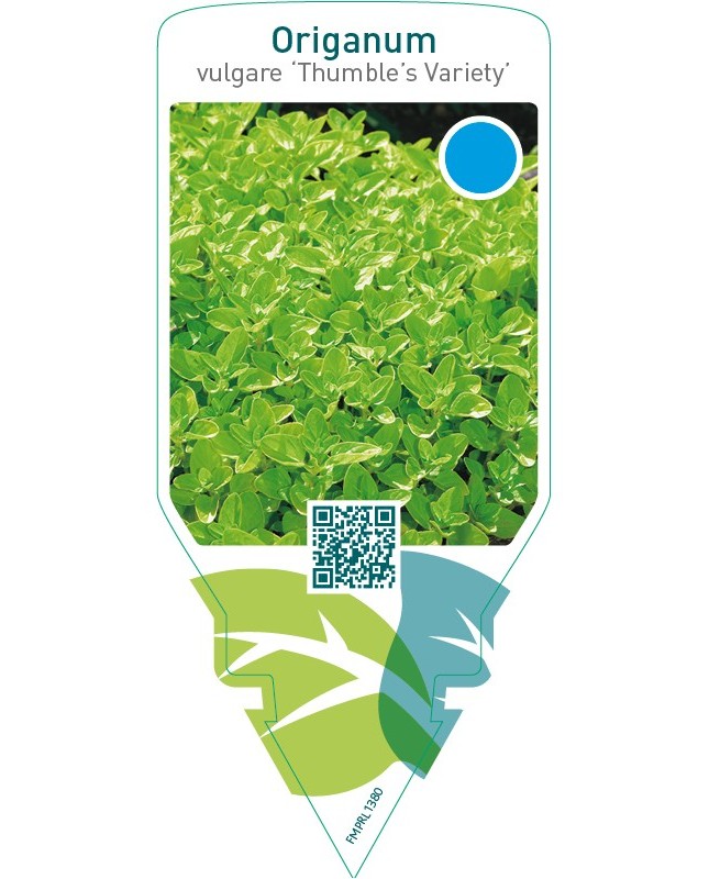 Origanum vulgare ‘Thumble’s Variety’