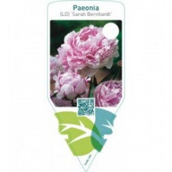 Paeonia (LD) ‘Sarah Bernhardt’